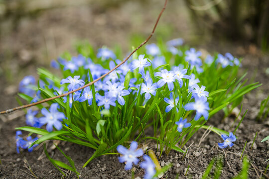 Closeup of blooming blue scilla luciliae flowers on sunny spring day. First spring bulbous plants.