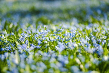 Scilla flowers blooming in the spring garden on the Alpine hill. Beautiful spring flowers on a sunny day.