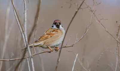 Eurasian Tree Sparrow (Passer montanus) is a common species. It is seen in places where there are woodlands and agricultural lands.
