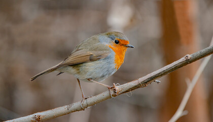European Robin (Erithacus rubecula) is a migratory bird. It migrates south in winter and returns north again in spring.