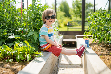 Cute toddler boy having fun in a greenhouse on sunny summer day. Child helping with daily chores.