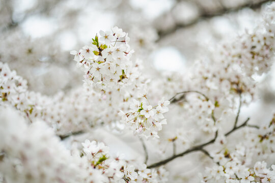 Beautiful cherry tree blossoming on spring. Beauty in nature. Tender cherry branches on sunny spring day.