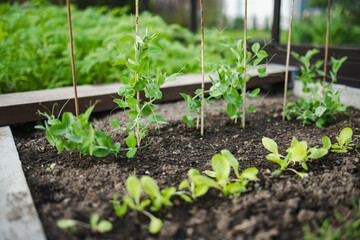 Cultivating sweet pea in summer season. Growing own herbs and vegetables in a homestead.