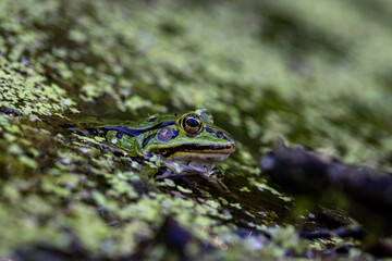 Żaba, Frog, 