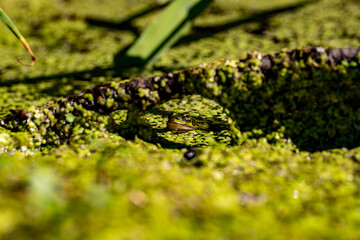 Żaba, Frog © Marek