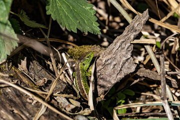 Jaszczurka zwinka, sand lizard,