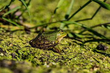 Żaba, Frog