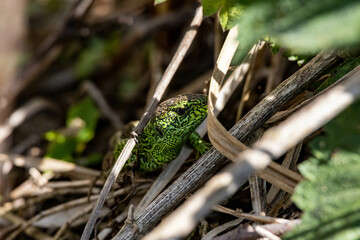 Jaszczurka zwinka, sand lizard