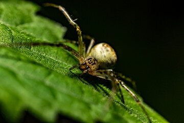 Spider, Pająk