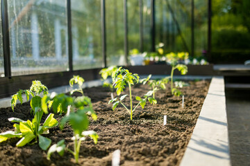 Cultivating tomato plants in a greenhouse on spring day. Growing own fruits and vegetables in a homestead. - obrazy, fototapety, plakaty
