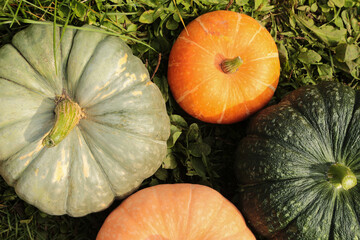 Pumpkin organic harvest in garden. Orange and green different colorful fresh pumpkins on sun in sunlight closeup, top view background texture