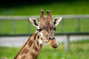 Naklejka na ściany i meble Majestic giraffe grazing in a spacious enclosure