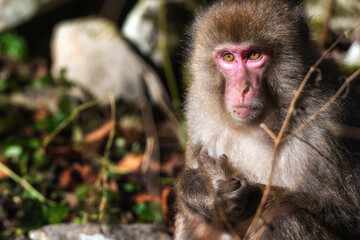 Japanese Macaque monkey Yakushima Island