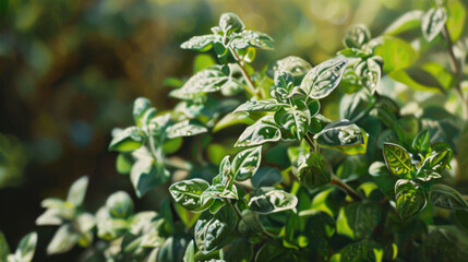 a close up of a green plant with lots of leaves in the foreground and a blurry background of trees and bushes in the backgroupground.