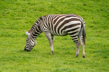 Fototapeta na wymiar A beautiful elegant zebra eating grass