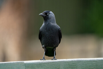A jackdaw, sleek black plumage glistening in the light