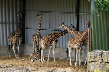 Obraz premium Majestic giraffe grazing in a spacious enclosure