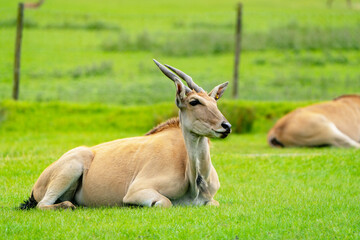 Naklejka na ściany i meble Elands, the largest antelopes, in zoo.