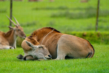  Elands, the largest antelopes, in zoo.