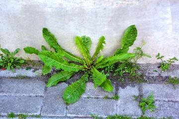 Dandelion ( common dandelion , taraxacum officinale ) weeds growing from the sidewalk near the foundations of the building - obrazy, fototapety, plakaty