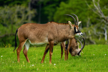 Obraz premium Antelope gracefully roaming the African grasslands. 