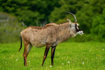 Antelope gracefully roaming the African grasslands. 