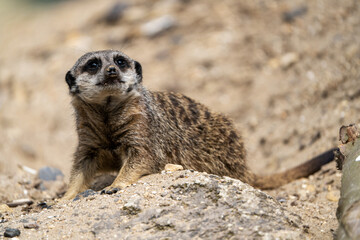 A cute single meerkat in a zoo. Capturing the charm of this solitary yet sociable mammal, the photo...