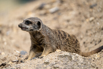 Fototapeta premium A cute single meerkat in a zoo. Capturing the charm of this solitary yet sociable mammal, the photo highlights the inquisitive nature of meerkats in a captive setting.