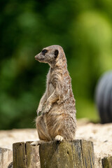 A cute single meerkat in a zoo. Capturing the charm of this solitary yet sociable mammal, the photo...
