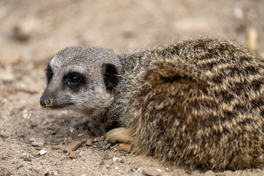 A cute single meerkat in a zoo. Capturing the charm of this solitary yet sociable mammal, the photo highlights the inquisitive nature of meerkats in a captive setting.