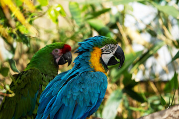 Fototapeta premium Two vibrant macaws, one green and one blue-and-gold, perched together against a tropical background. 