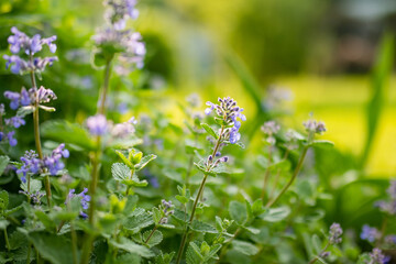 Catnip flowers (Nepeta cataria) blossoming in a garden on sunny summer day.