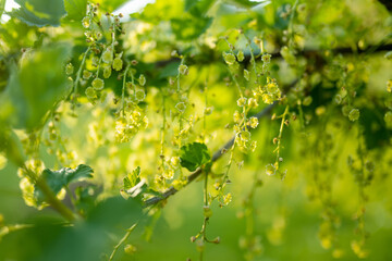 Red currant blooming in the garden on spring day. Cultivating berries.