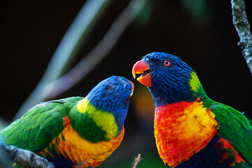Rainbow lorikeets perched on a branch, showcasing its brilliantly colored plumage
