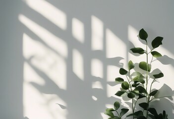 Blurred shadow from leaves plants on the white wall Minimal abstract background for product presenta