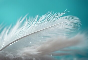 White light airy soft bird feather with transparent fresh drops of water on turquoise blue backgroun