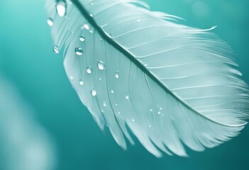 White light airy soft bird feather with transparent fresh drops of water on turquoise blue backgroun