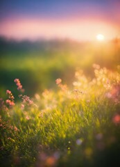 flowers in a field on a beautiful sunset blurred background