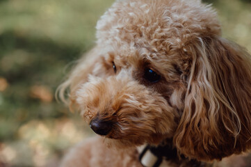Closeup Portrait of cute happy toy poodle dog