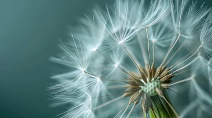 Zelfklevend Fotobehang A close up of a dandelion © BrandwayArt
