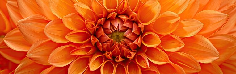 An orange dahlia flower close up