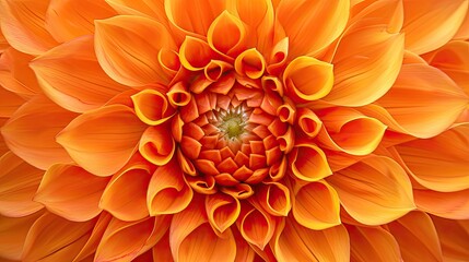 An orange dahlia flower close up