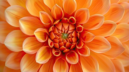 A Close Up of a Large Orange Flower