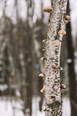 mushrooms on a birch tree in winter