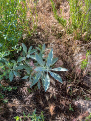 White Sage Plant in a Chaparral Environment showing the leaves and stems