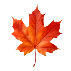 Naklejka na ściany i meble Maple Leaf Autumn on transparent background PNG image