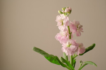 淡いピンクのストック、Matthiola、春のイメージ