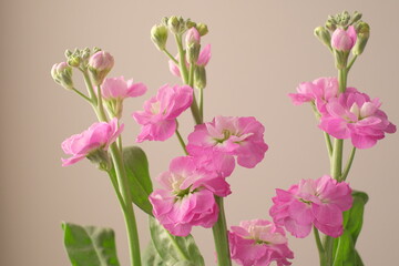 ピンクのストック、Matthiola、春のイメージ