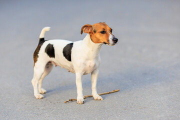 Cute Jack Russell Terrier dog on the sidewalk near the house. Pet portrait with selective focus and copy space