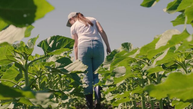 farmer touches green leaf sunflower, farmer walks rubber boots along rows crops farm, agriculture, land, europe, young sunflower, farming, agriculture business concept lifestyle, young sunflower plant